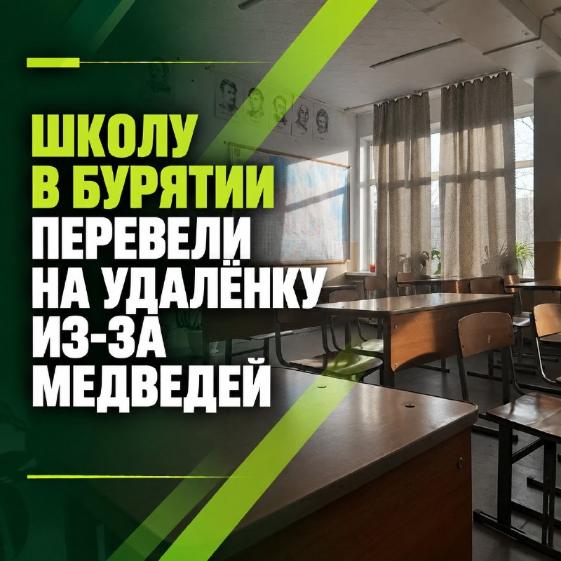Школу в Бурятии перевели на удалёнку из-за медведей